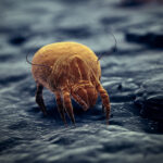How to Stop Dust Mite Allergies Cold