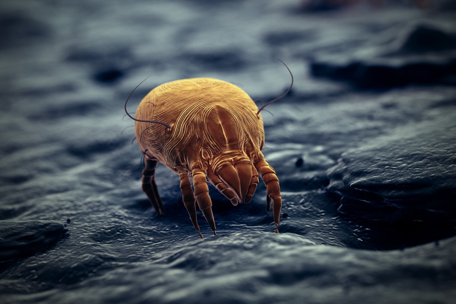 allergy-causing dust mite close up